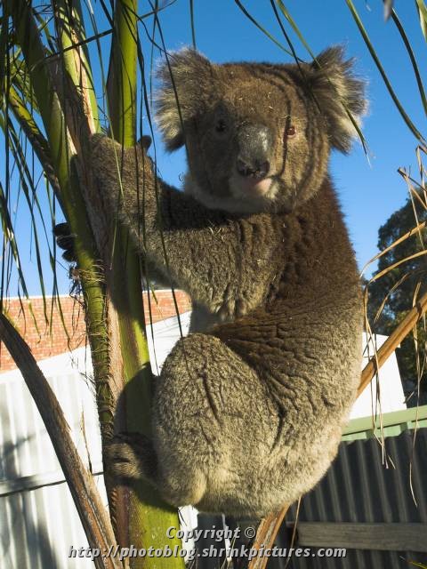 Koala II