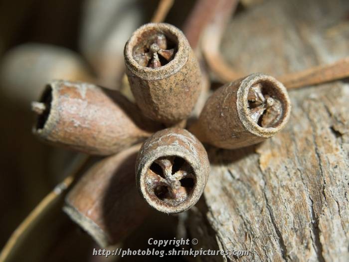 Gumnuts Macro