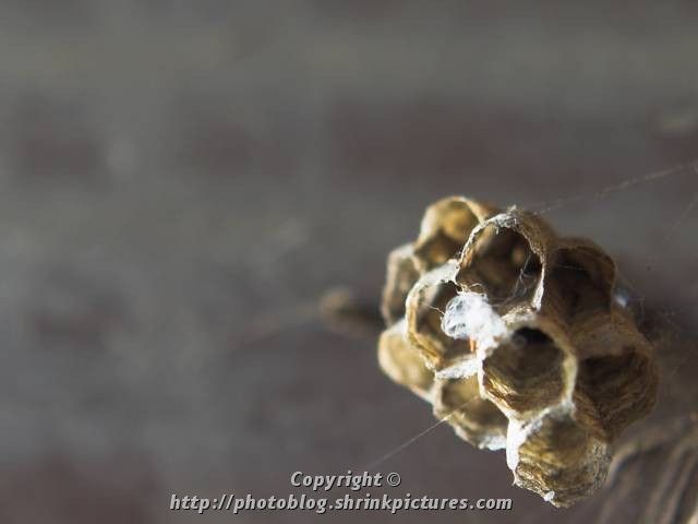 Empty Nest
