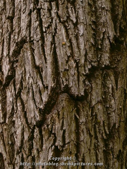Texture