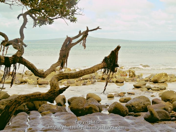 Mangrove and Rocks
