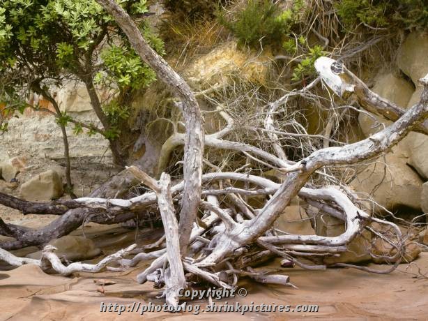 Bleached Driftwood