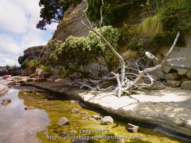 Tidal Pool