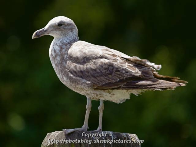 Black-backed Gull (juvenile)