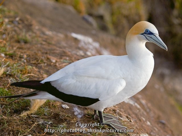 Gannet
