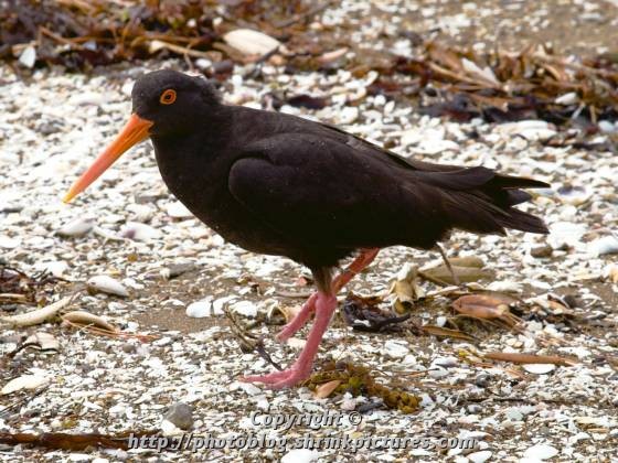 Oystercatcher