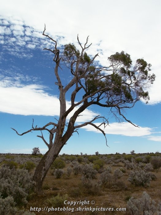 Lone Tree among Saltbush