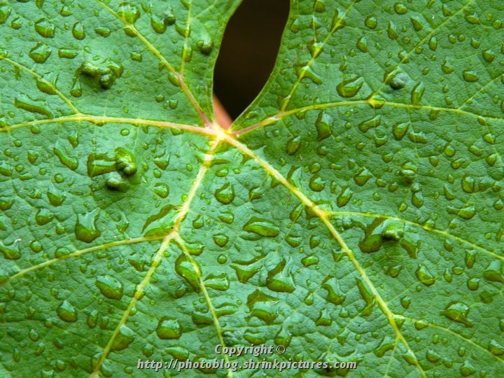 Grape Leaf Macro