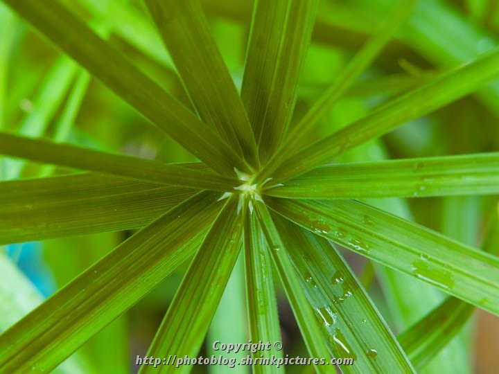 Fern Leaf Macro
