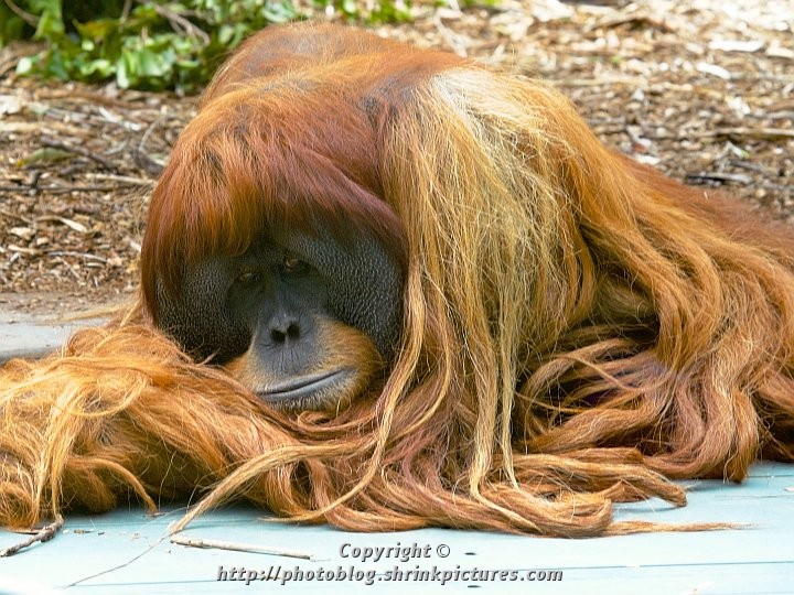 Orangutan