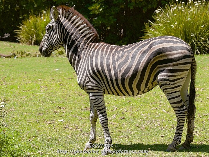 Racing Stripes