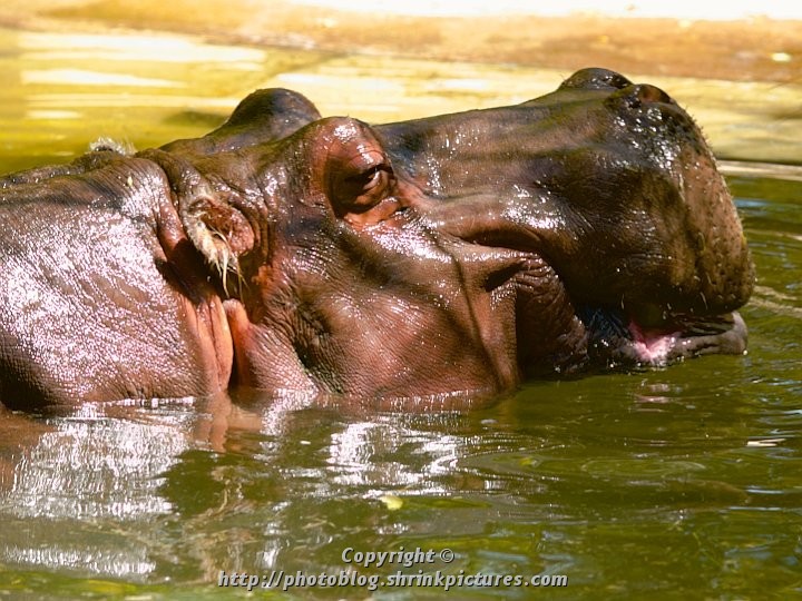 Hippo
