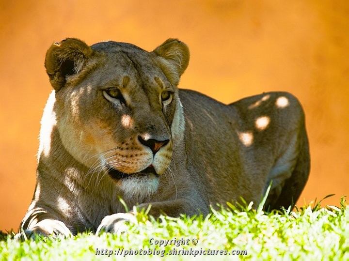 Lioness