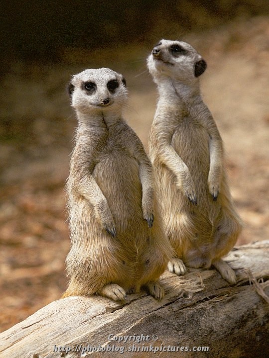 Meerkats