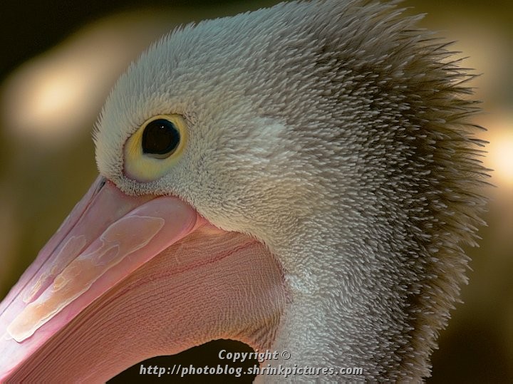 Pelican Portrait