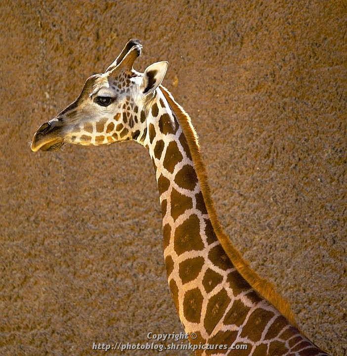 Giraffe