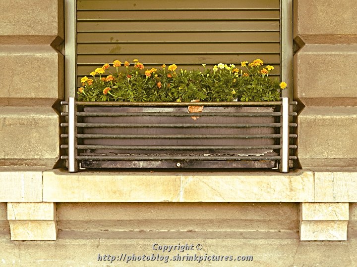 Window Box