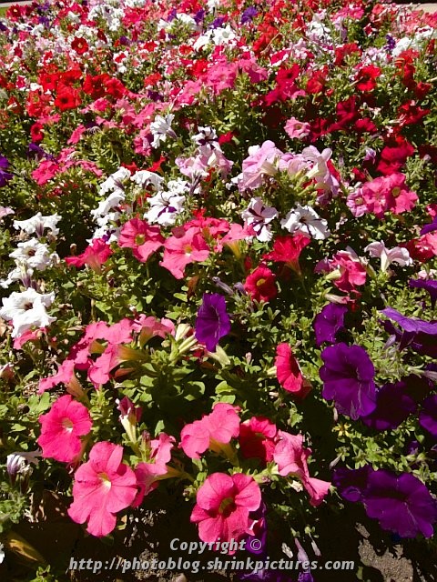 Flower Bed