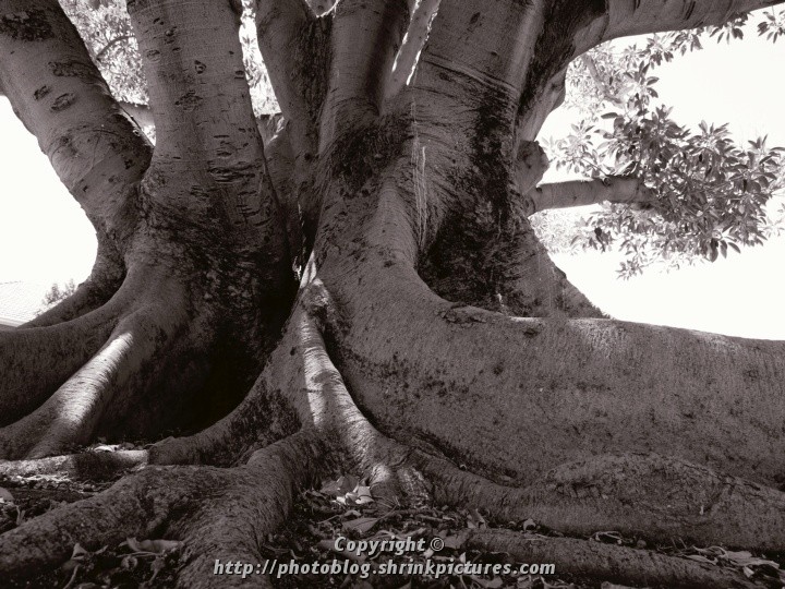 Tree Roots