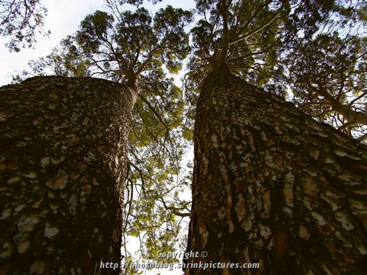 Pine Tree