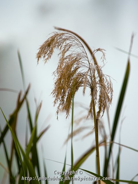Reeds
