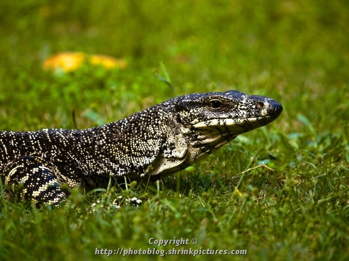 Goanna