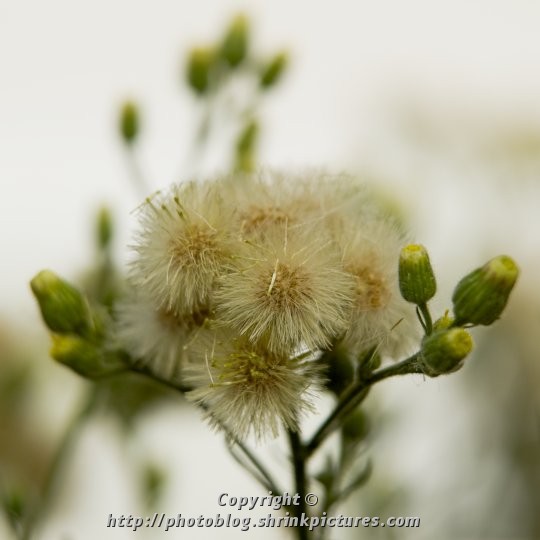 Weed Seeds