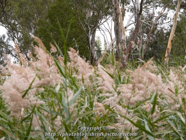 Reeds and Rivergum
