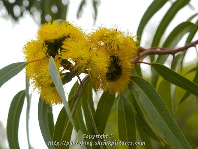 Flowering Gum
