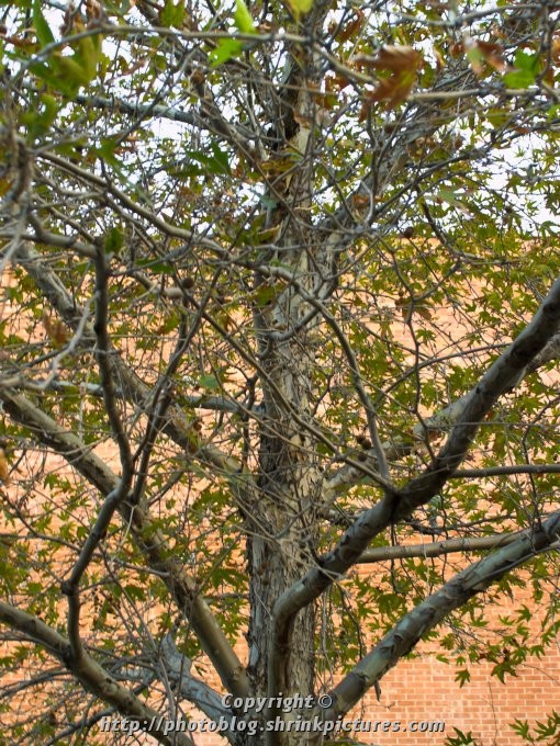 Winter Tree