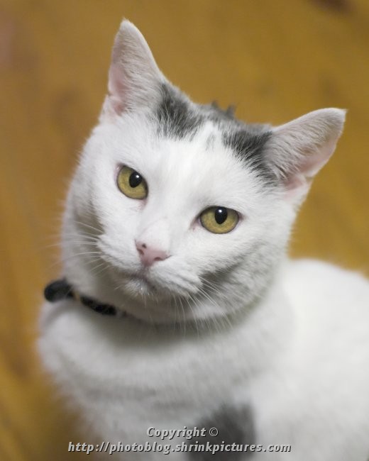Kit