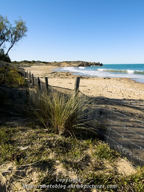 Dune Plants