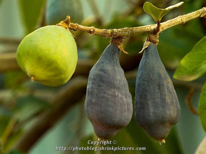 Ripe
