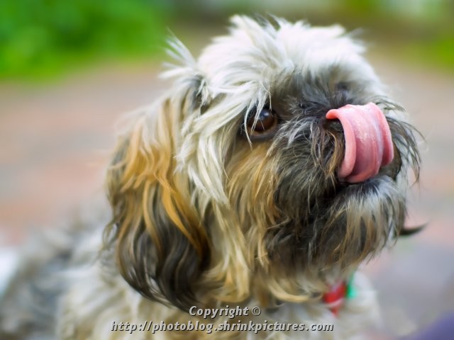 Lick