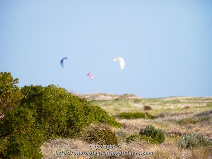 Dune Plants