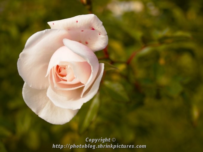 A Rose by any other name is still a Rose