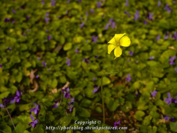 Alone amongst the Purple