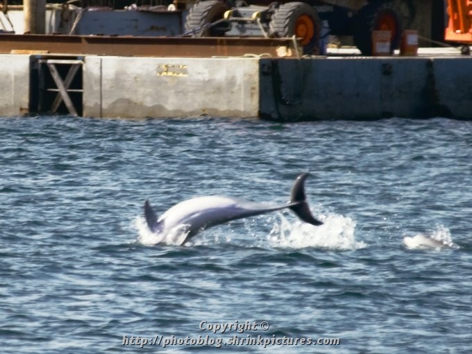 Port River Dolphin