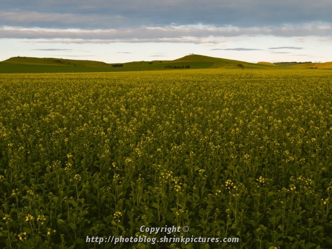 Flowering Canola