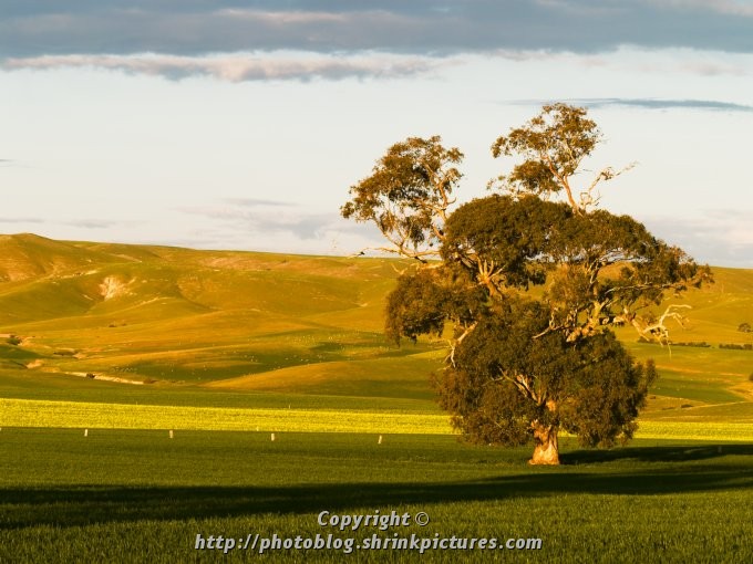 Pasture, Canola, Rolling Hills