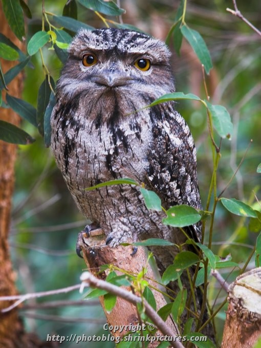 Tawny Frogmouth