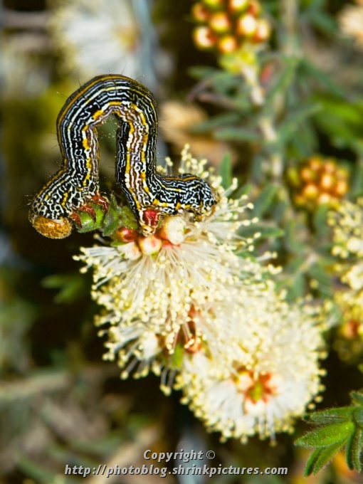 Inchworm