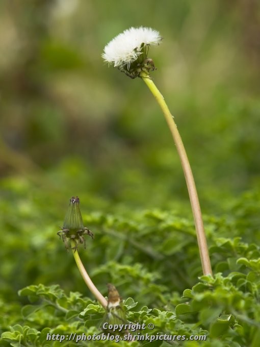 Gone to Seed