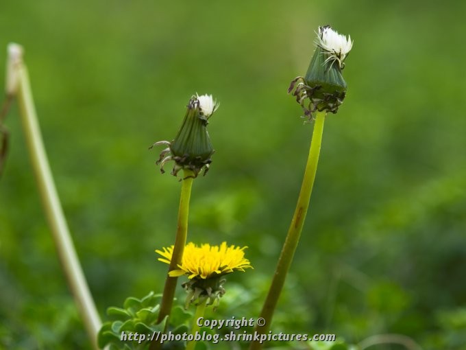Flower and Seeds