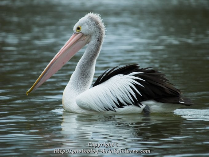 Pelican