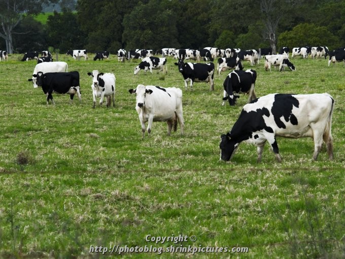 Dairy Cows