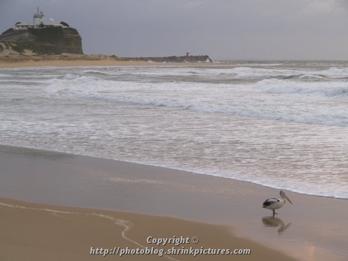 Lighthouse and pelican