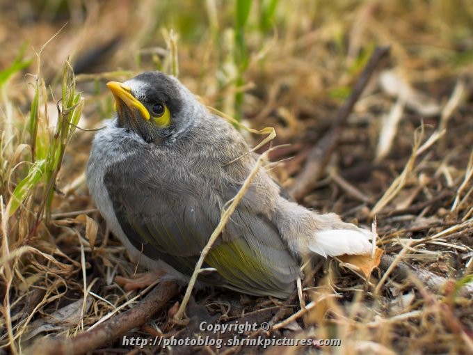 Just out of the nest