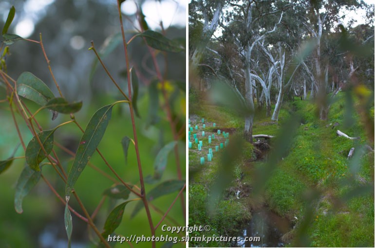 Gum Leaves, Gum Trees
