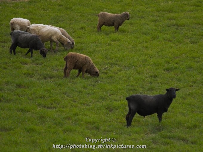 Black sheep